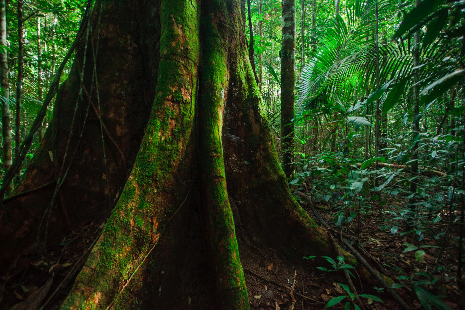 Fungo da Amazônia melhora crescimento e desenvolvimento de soja.