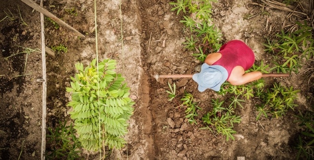 Agrofloresta e o pós-Covid-19: a reconstrução do mundo produtivo pela ótica da natureza.