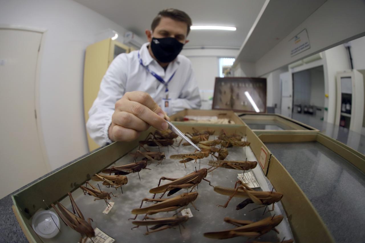 Condições climáticas diminuem em curto prazo os riscos dos gafanhotos migratórios invadirem o RS.