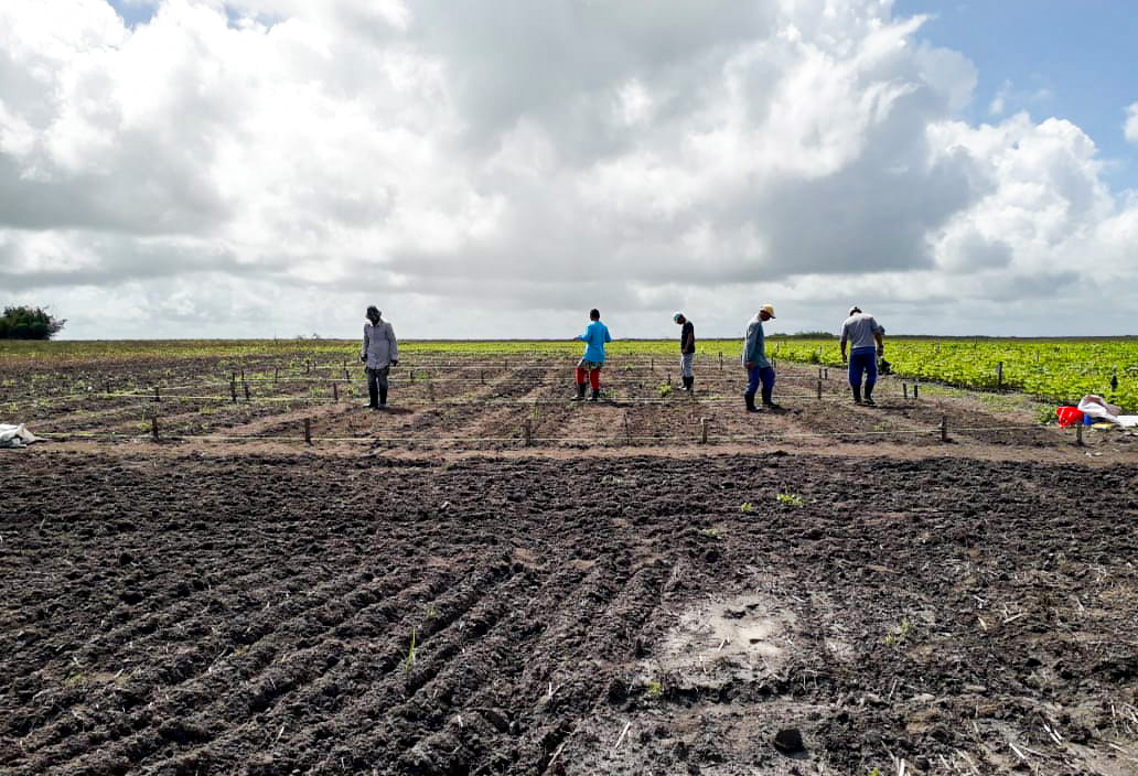 Pesquisa avalia potencial do trigo em novas áreas no Nordeste