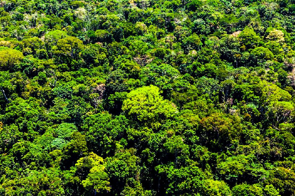 Mato Grosso aplica R$ 500 milhões em multas por crimes contra a floresta.