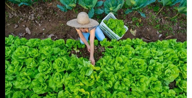 Agricultura: imagem e dificuldades