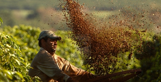 Sustentabilidade dos Cafés do Brasil tem início com a escolha correta de cultivares produtivas com resistência a doenças