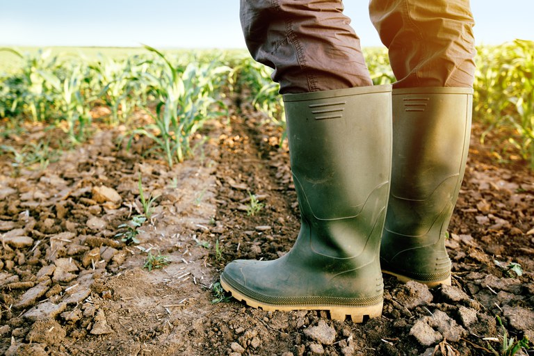 Produtores que contrataram seguro rural com o apoio do governo federal receberam R$ 341 milhões em indenizações em 2019