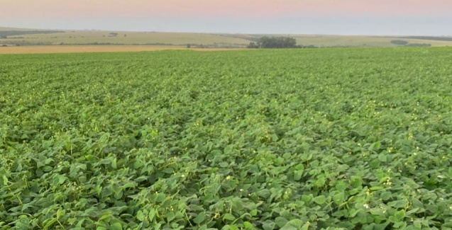 Desmatamento associado à soja no Cerrado está em queda, diz estudo