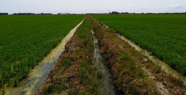 Estudo confirma benefício do sulfato de cálcio granulado em lavouras de arroz irrigado