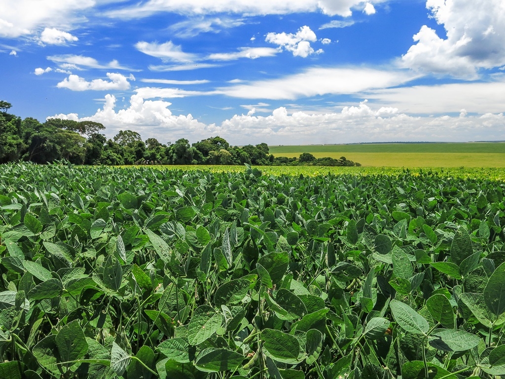 Quatro estados produzem 87,5% da área de soja convencional brasileira