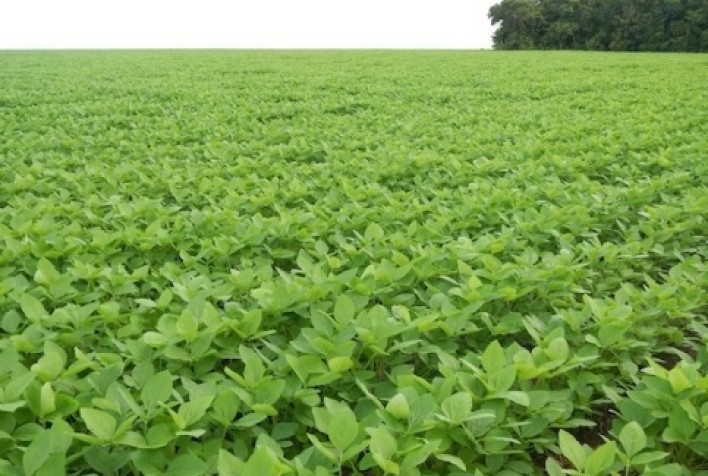 Brasil mantém posto de maior produtor de soja do planeta