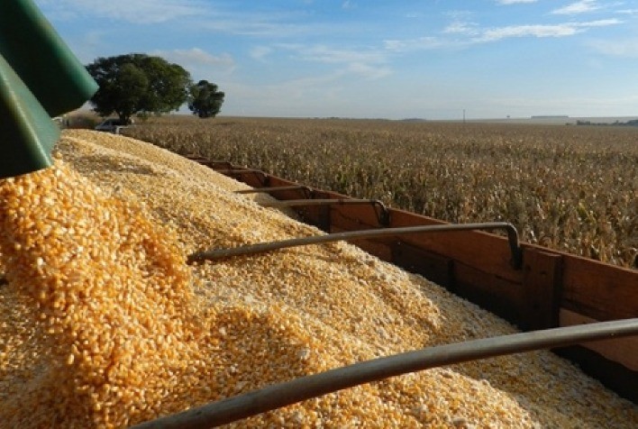 Mato Grosso já colheu 61,13 % da safra de milho e Imea espera maior produção da sua série histórica