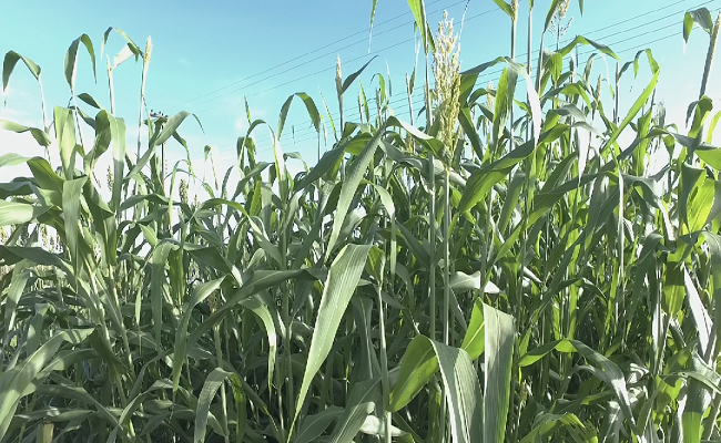 Sorgo BRS Ponta Negra e seus benefícios