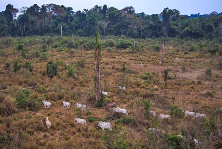 2% ilegais prejudicam 98% legais no agronegócio