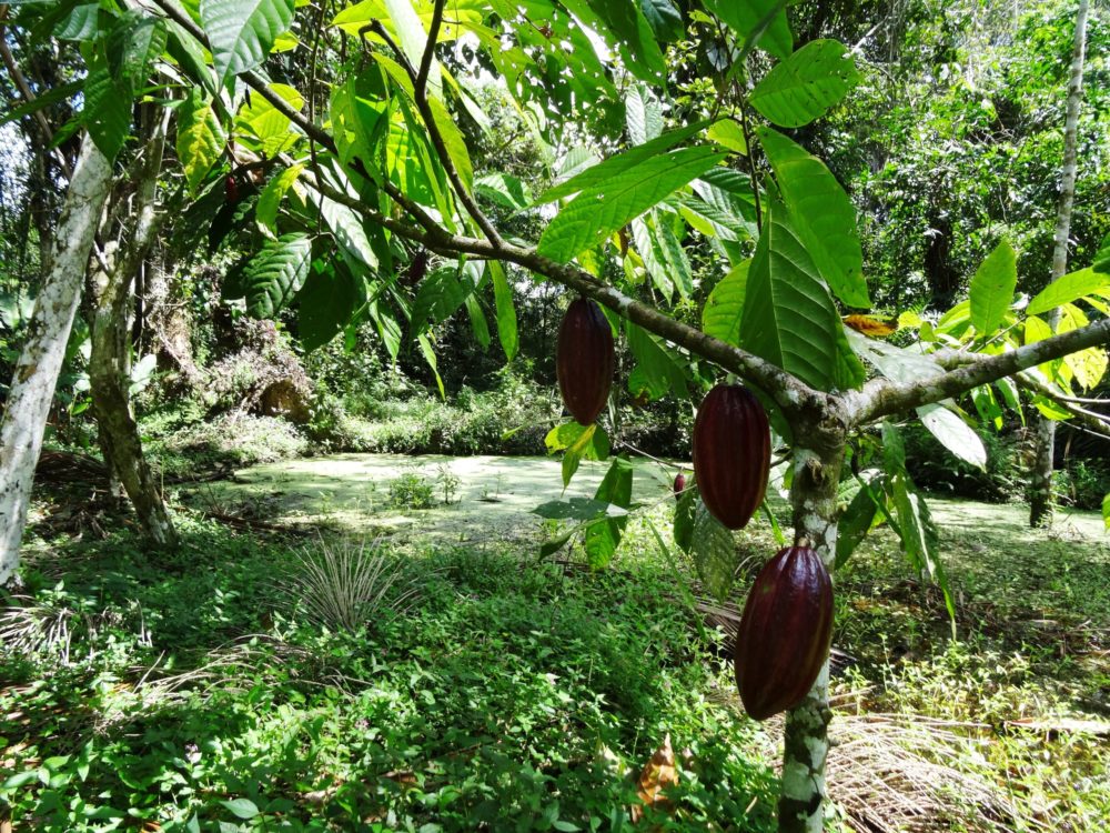 Mudanças na agricultura são urgentes para resgatar a biodiversidade