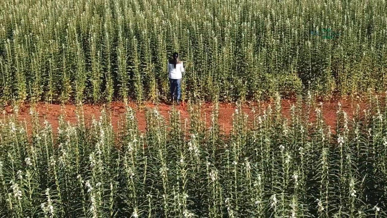 Assentamento rural no Mato Grosso exporta gergelim para o Japão