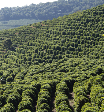 Cafeicultura- monitoramento da fertilidade do solo