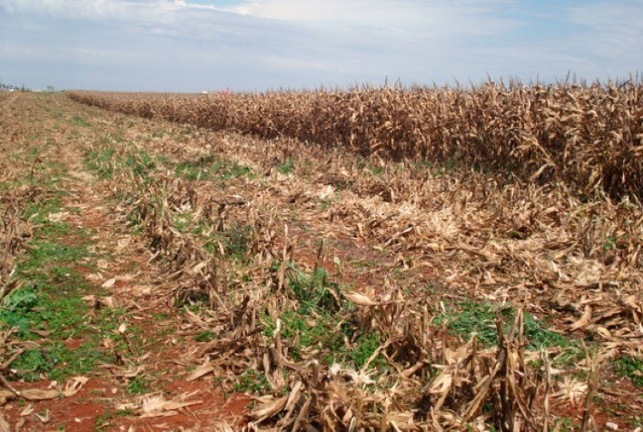 COPAGRIL: Manejo antecipado para controle de plantas daninhas traz vantagens ao agricultor