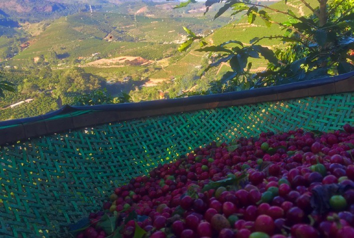 Produtividade média estimada para os Cafés do Brasil corresponde a 31,6 sacas por hectare