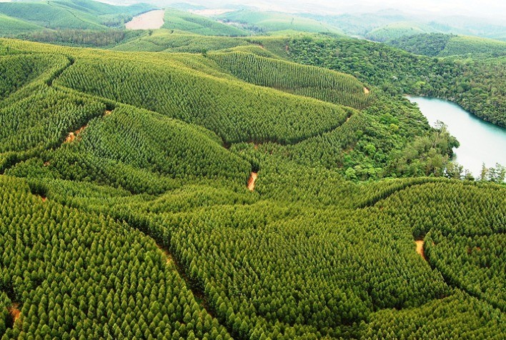 Governo estuda como negociar crédito de carbono sem o uso de tributos