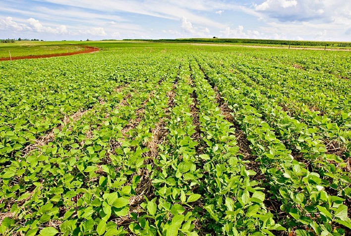 Área de soja na safra 2020/21 do Brasil tem potencial de crescimento de 2,5%, aponta DATAGRO