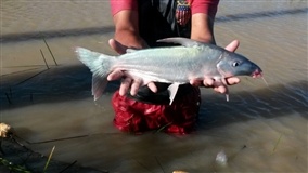 Peixe em extinção reaparece no São Francisco