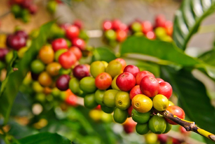 Café abre com valorização motivada por uma oferta mais restrita e demanda aquecida