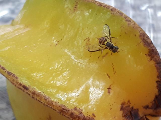 MAPA informa captura de um exemplar de mosca-da-carambola em Roraima