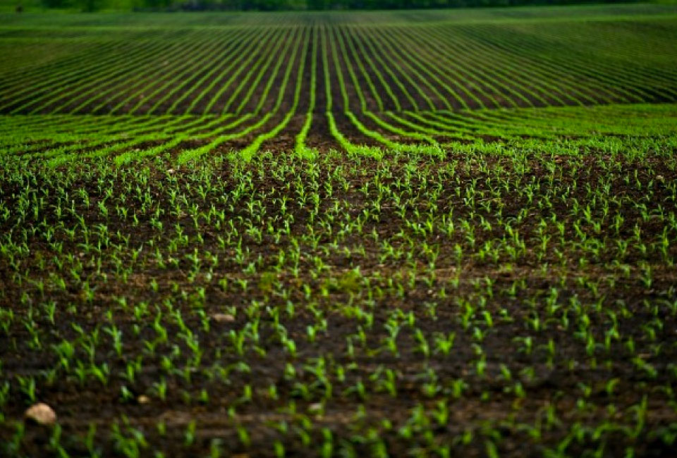 Sem herbicidas não há safras no Brasil