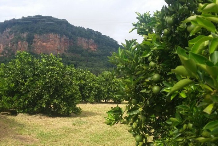 Propriedades citrícolas possuem 182 mil hectares de floresta preservada