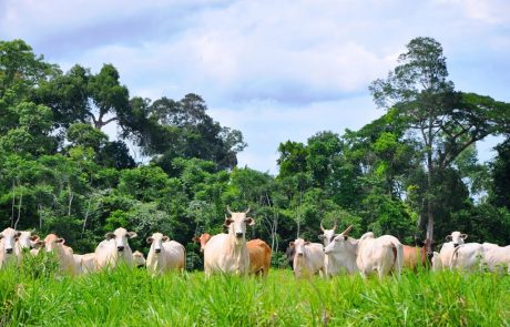 Desmatamento em Mato Grosso foi reduzido em 86%