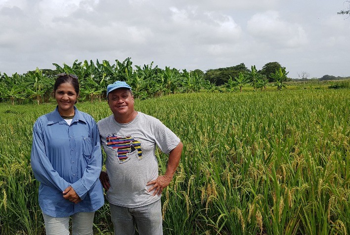 Aposta bem-sucedida de um agricultor venezuelano por inovação que melhora a resiliência do arroz