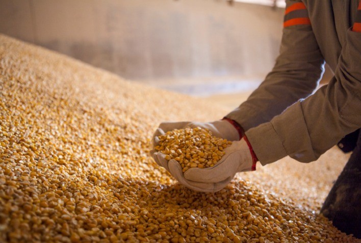 Parte dos produtores de Mato Grosso 'segura' venda de milho esperando melhores preços