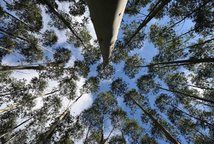 Quer tirar rendimento da sua exploração florestal? 6 passos para uma plantação de eucalipto bem sucedida