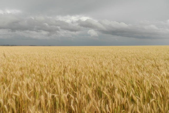 Embrapa contribui com posicionamento do brasil em plataforma latino-americana de ações climáticas