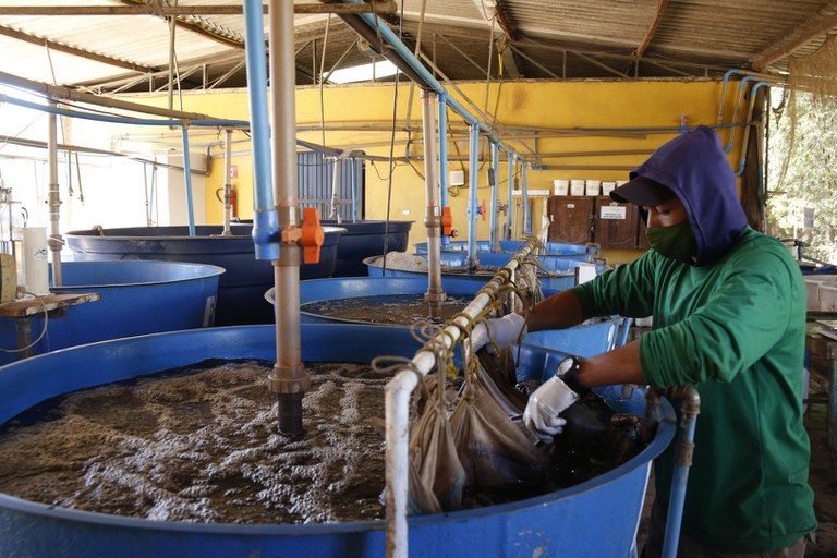 Bioinsumos podem ser aliados da produtividade em culturas orgânicas e convencionais