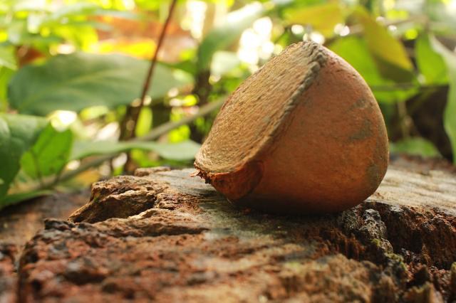 Agroextrativistas da Amazônia querem aumentar visibilidade de produtos naturais