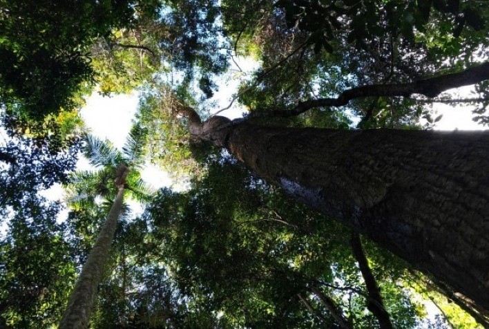 Recursos de compensação ambiental podem ajudar a alavancar a economia no entorno de unidades de conservação