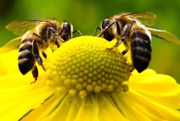 RS: Início das floradas de primavera estimulam polinização das abelhas