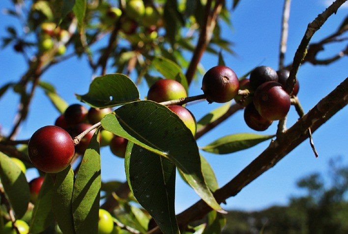 Publicação orienta produção de fruteiras na Amazônia