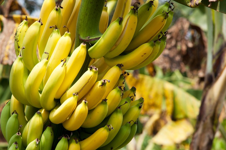 Publicada relação de produtos da agricultura familiar com bônus em setembro