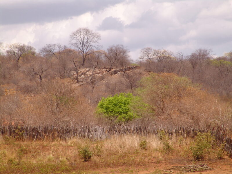 Tecnologias unidas contra a desertificação da Caatinga