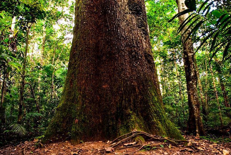 Mato Grosso terá estudo de vulnerabilidade para o soja, milho, algodão e pecuária