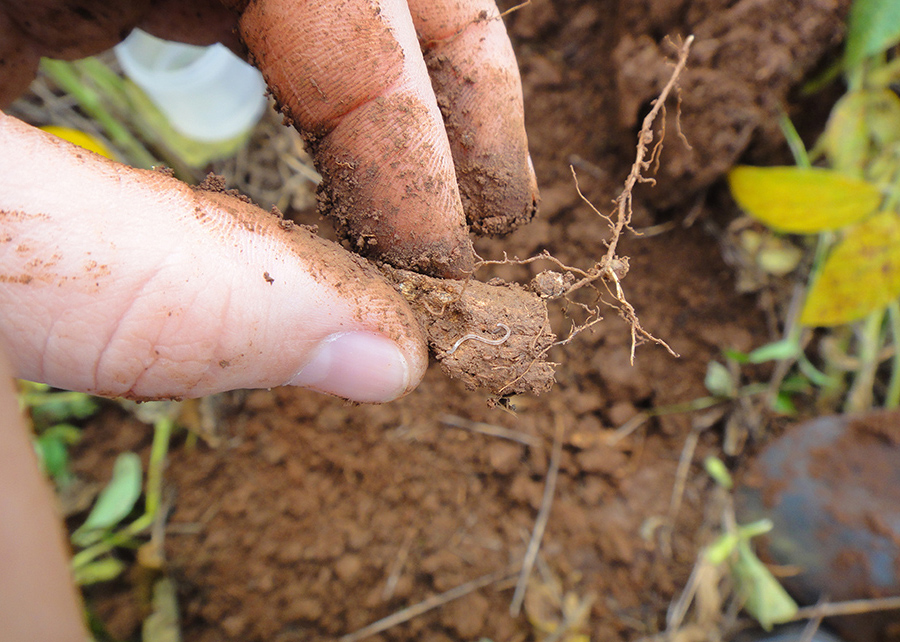 Pesquisadores identificam 20 novas espécies de microminhocas no Cerrado