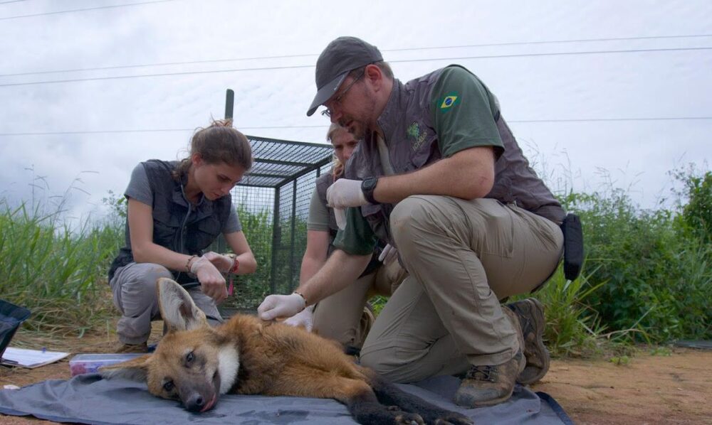 Conservação do lobo-guará beneficia produtores rurais, dizem biólogos