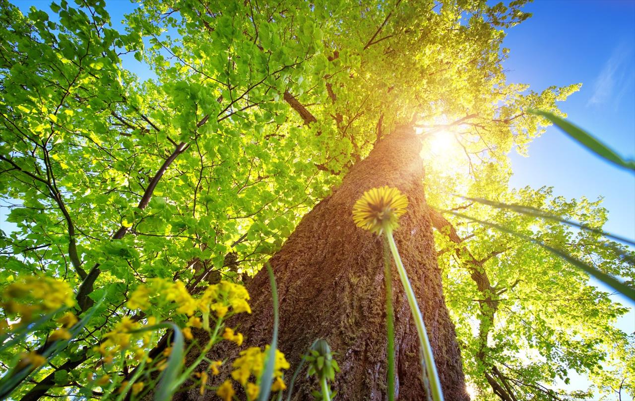 Empresas investem em iniciativas que unem agronegócio e preservação ambiental