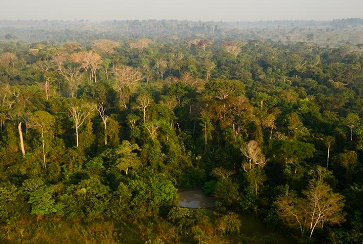 Manejo florestal por espécies na Amazônia é mais rentável e sustentável