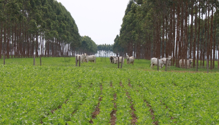 Novo fundo internacional financiará fazendas de ILPF conforme índices certificados de sustentabilidade