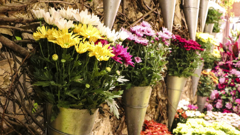 Retomada do mercado de flores tem sido a “primavera” dos produtores após fase aguda da pandemia