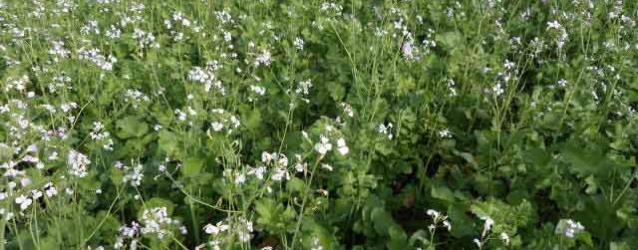 Nabo forrageiro é estratégia da Embrapa para prover alimento às abelhas