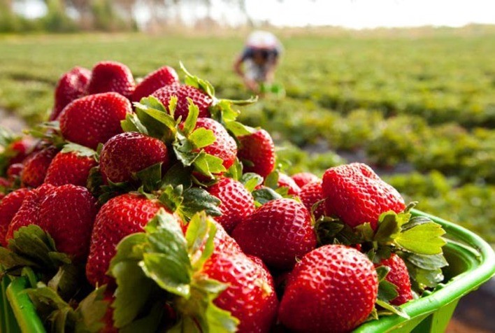 Morango: produtores ávidos por inovação desenvolvem a fruta altamente nutritiva e com consumo expressivo