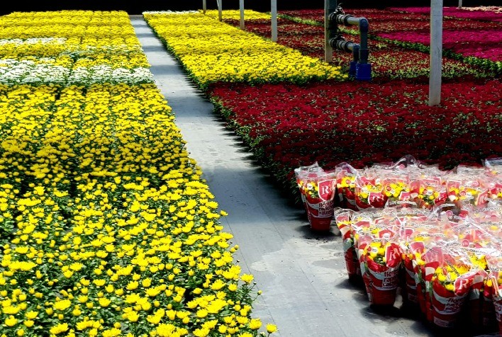 Retomada gradativa do mercado de flores e plantas tem sido a 