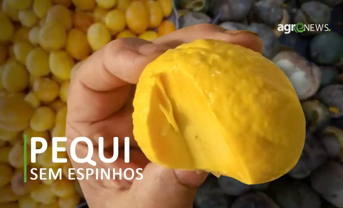 Pequi sem espinhos? Conheça o ouro do cerrado